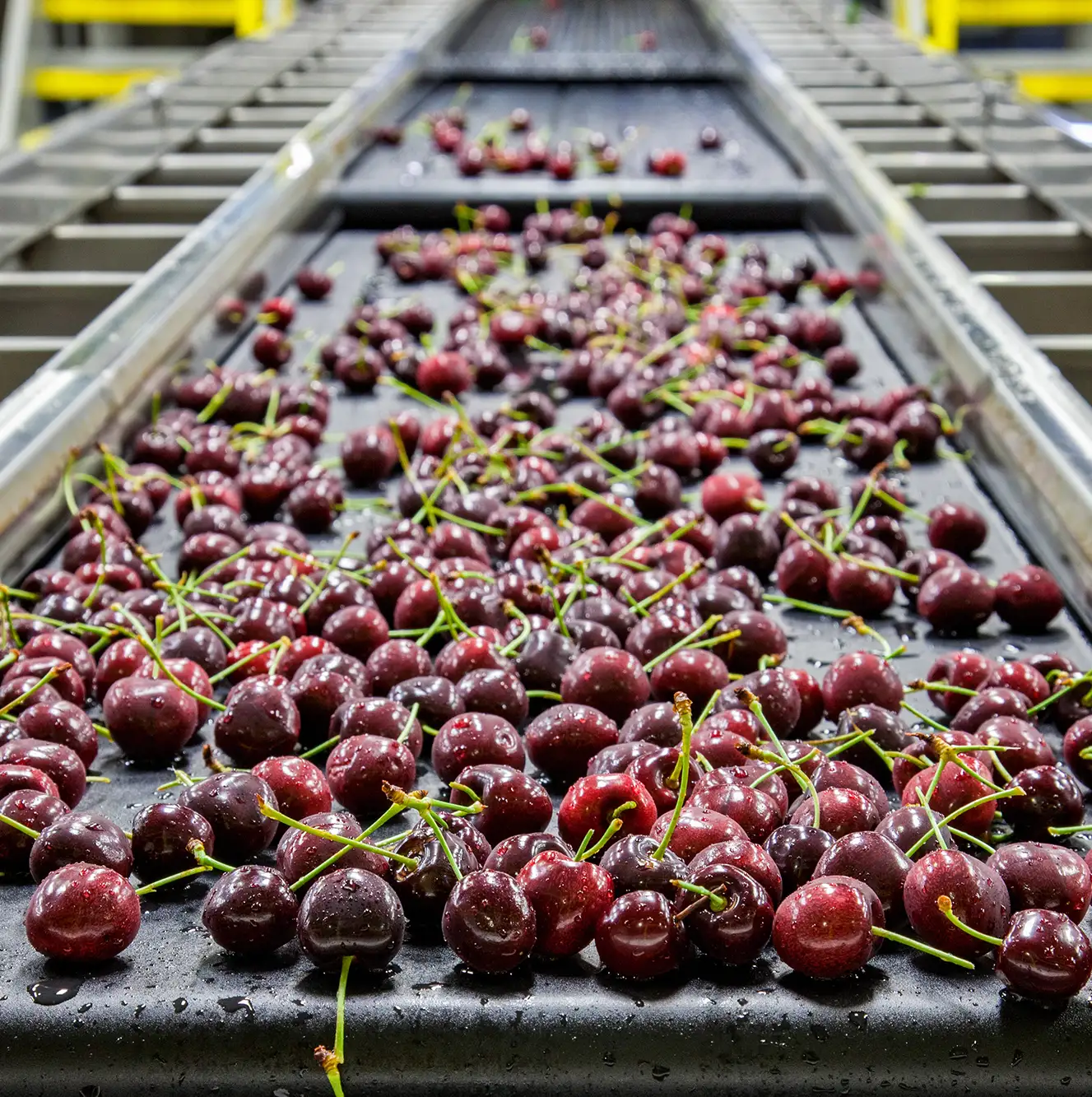 Cherries on convery belt