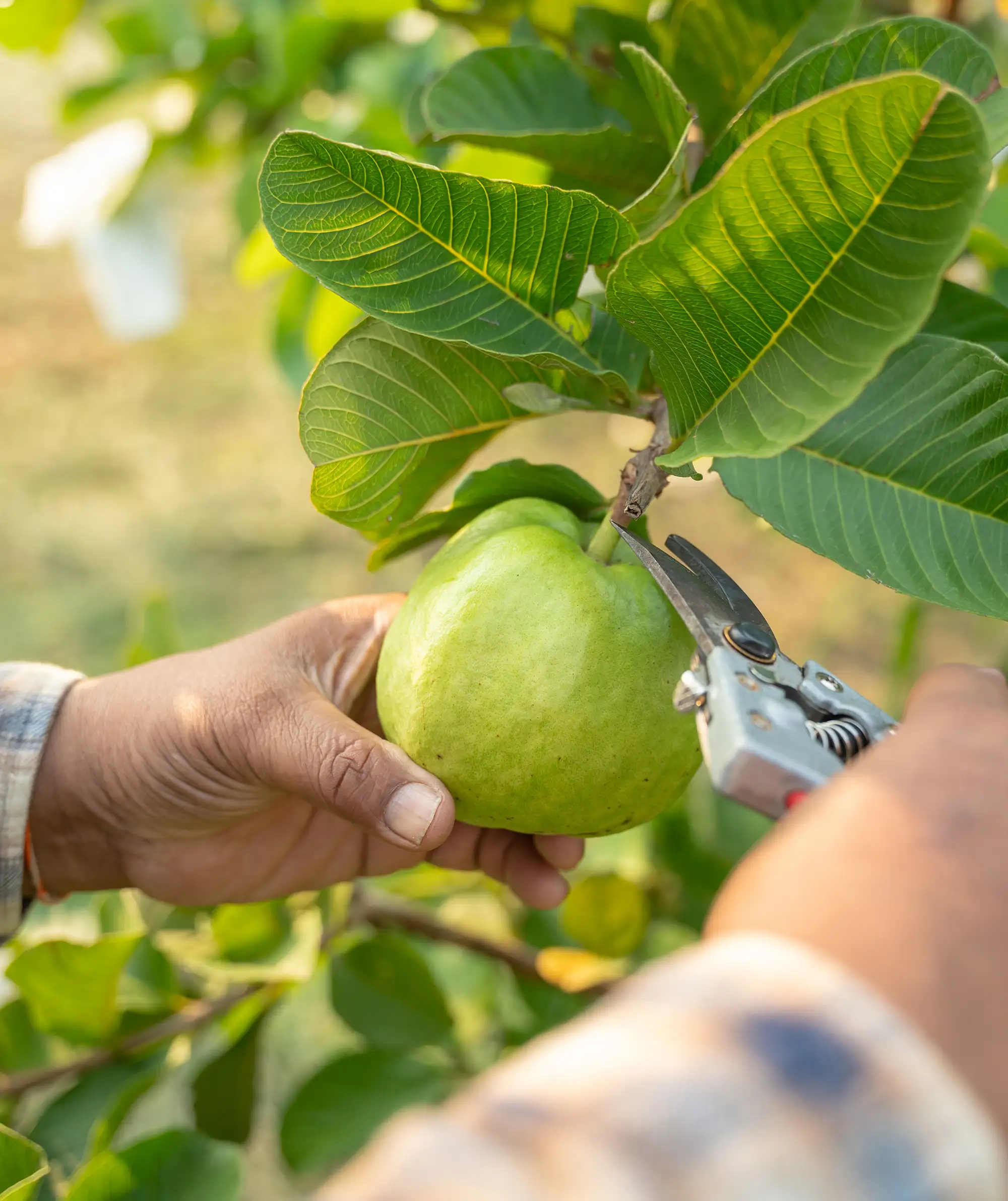 Farmer clipping a guava fruit from a tree.