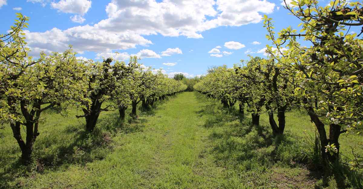 Fruit field