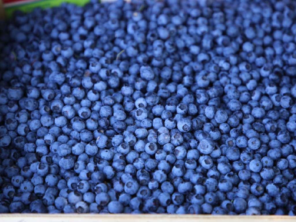 A photograph of a huge crate of perfectly-ripe blueberries sourced for Andros Professional’s fruit solutions.