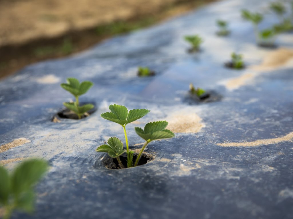 A close-up photograph of young strawberry plants growing through holes in black plastic mulch.