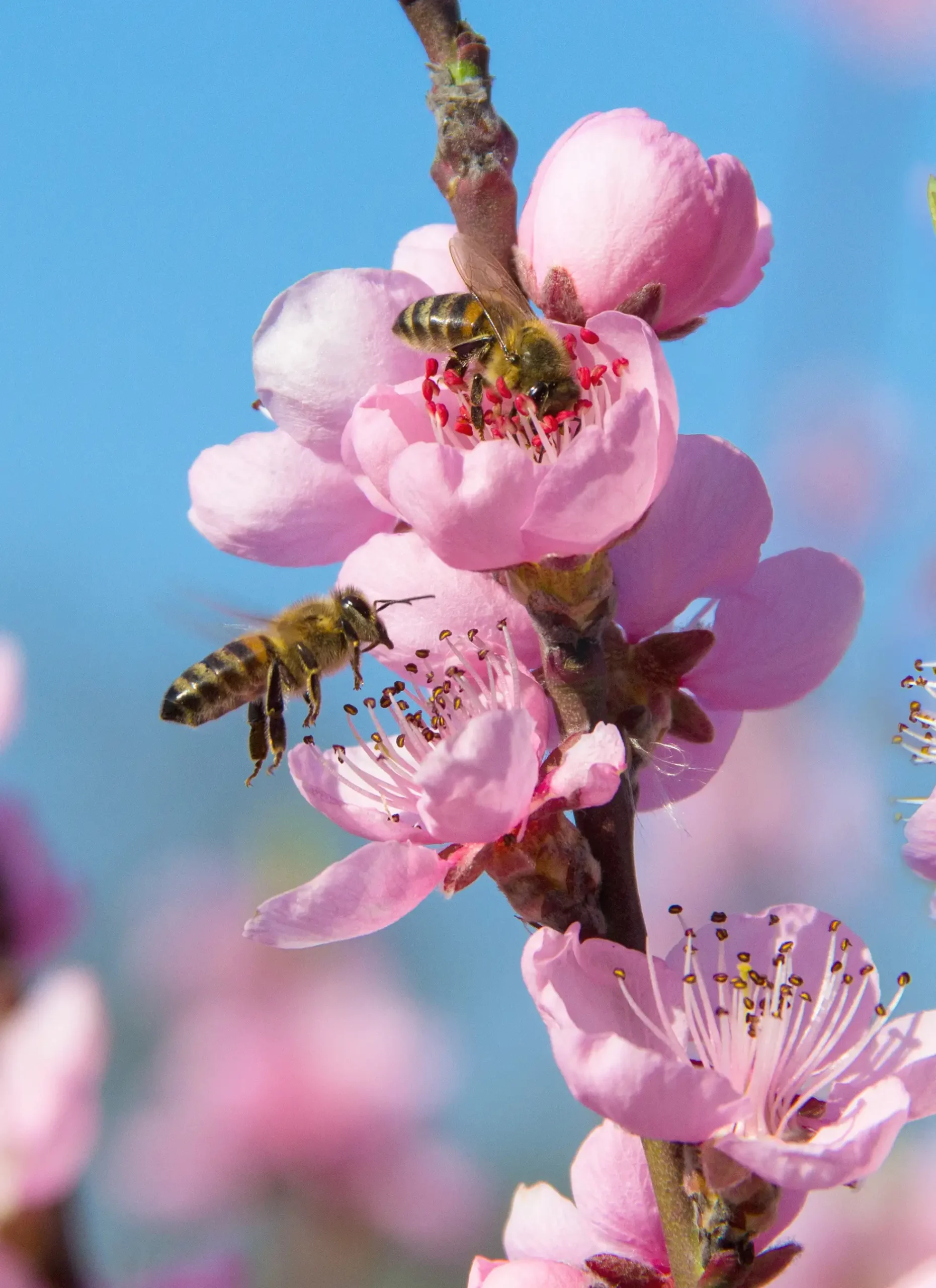 Peach Blossom with Honey Bee