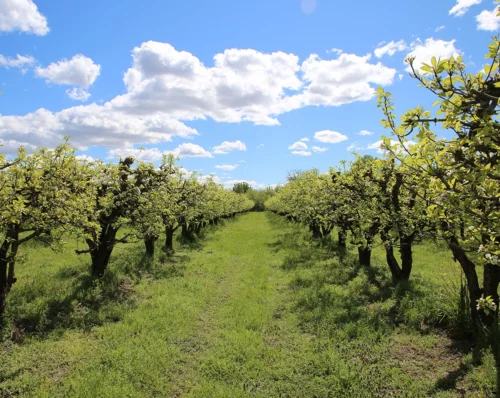 Tree Fruit Solutions For Professionals