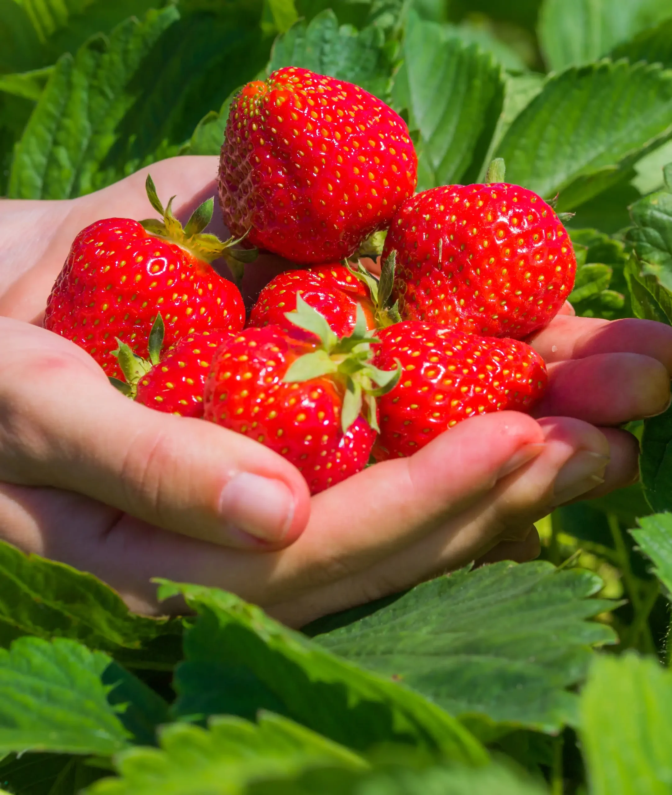 handful of strawberries